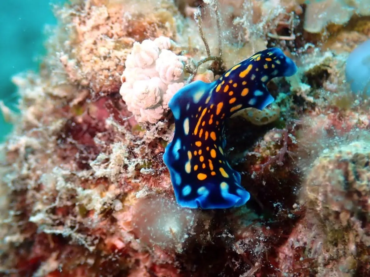 Gallery – DiveTime Zanzibar, Kizimkazi (3)
