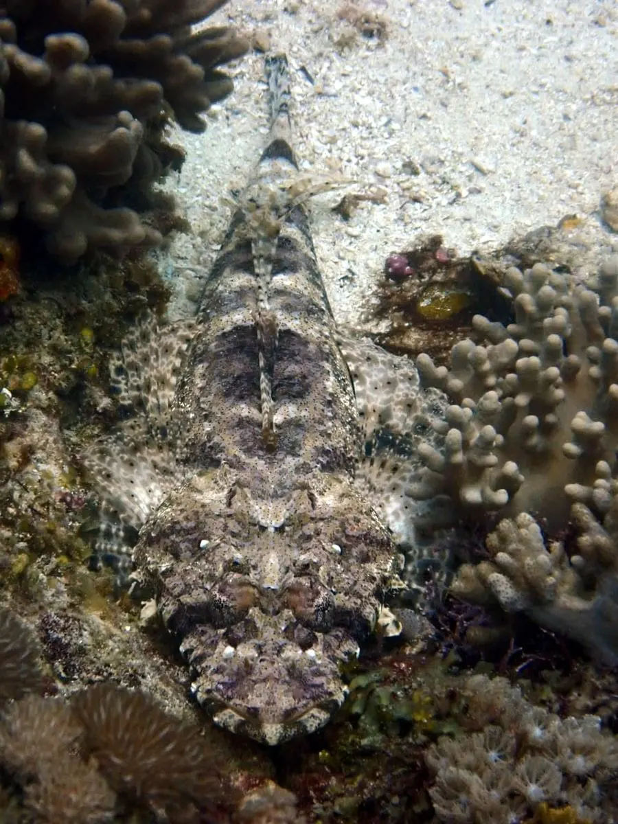 Gallery – DiveTime Zanzibar, Kizimkazi (4)