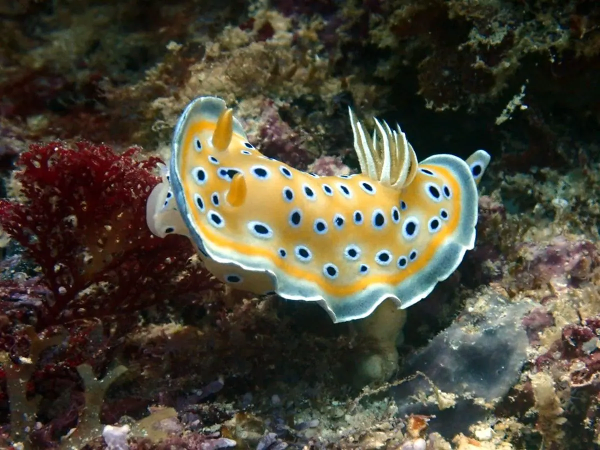 Gallery – DiveTime Zanzibar, Kizimkazi (5)