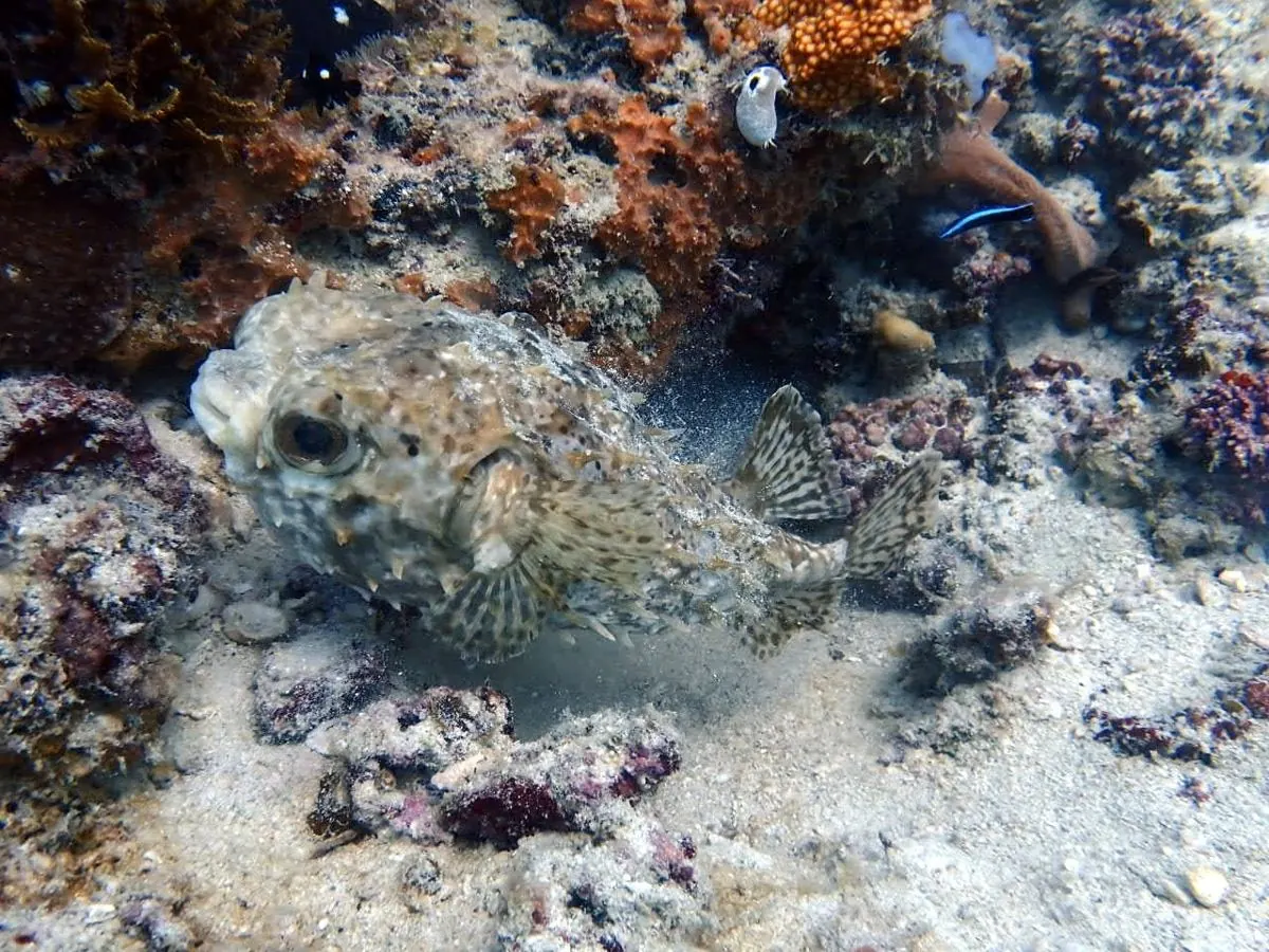 Gallery – DiveTime Zanzibar, Kizimkazi (6)