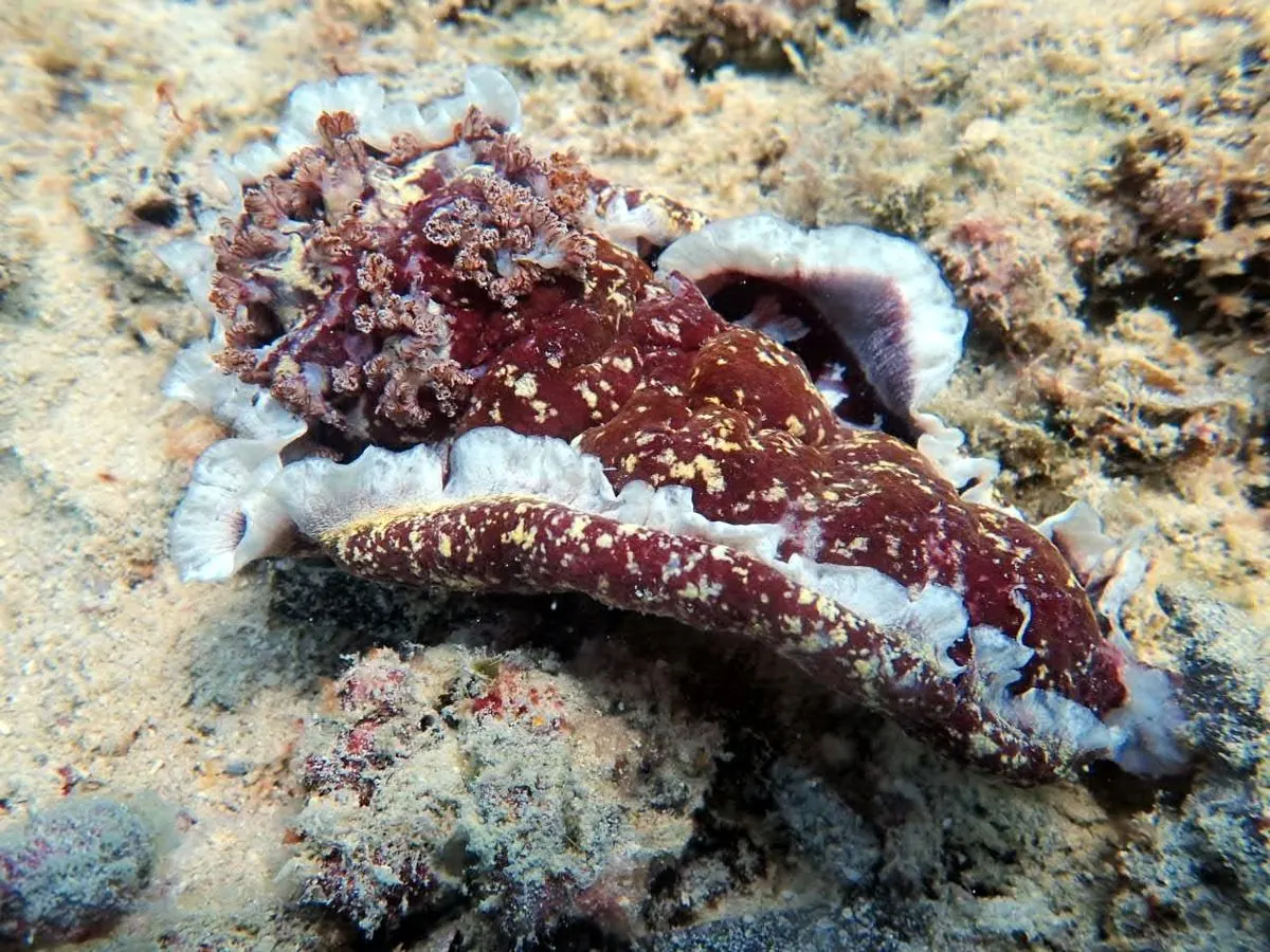 Gallery – DiveTime Zanzibar, Kizimkazi (7)