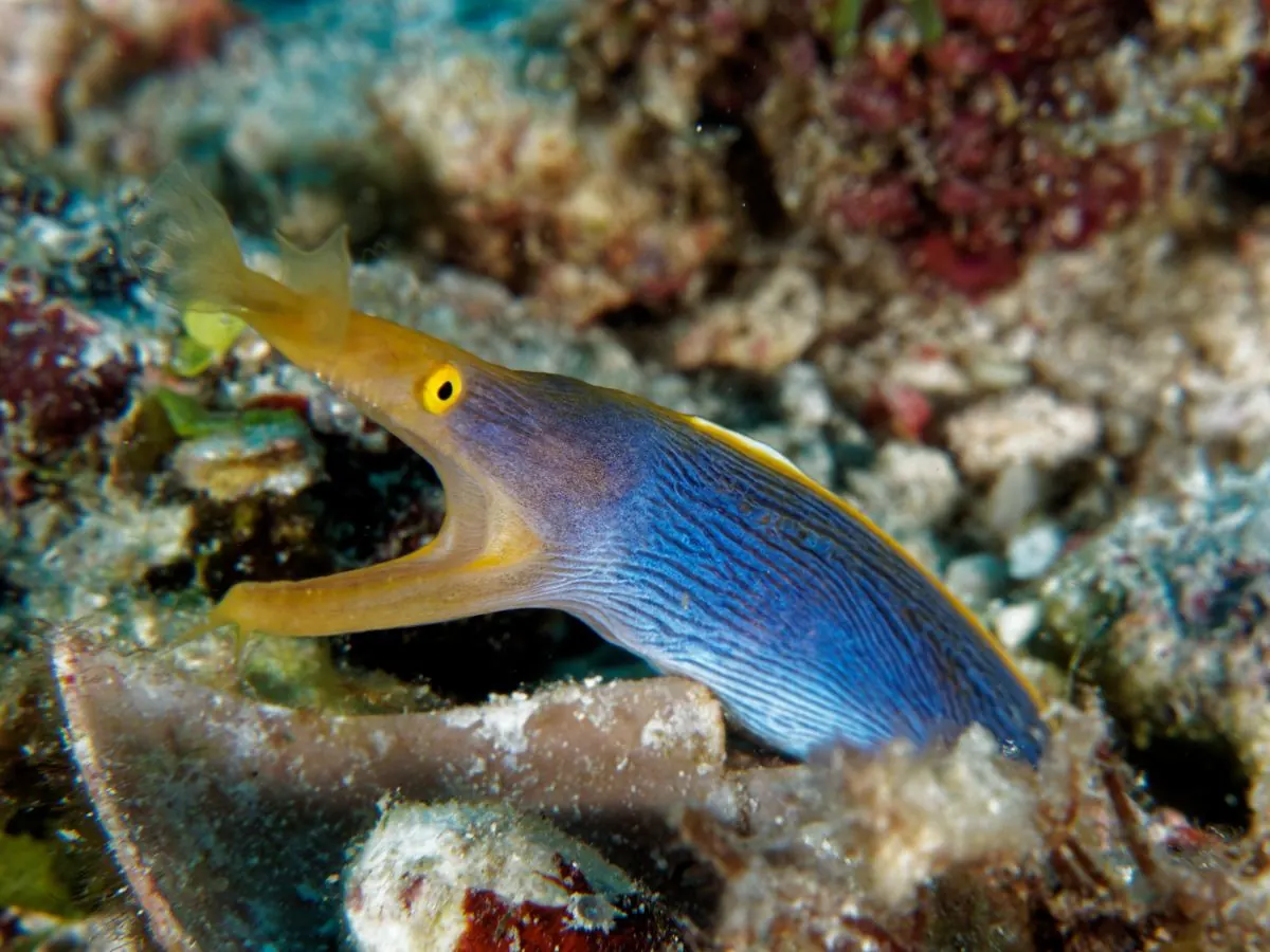 Gallery – DiveTime Zanzibar, Kizimkazi (8)