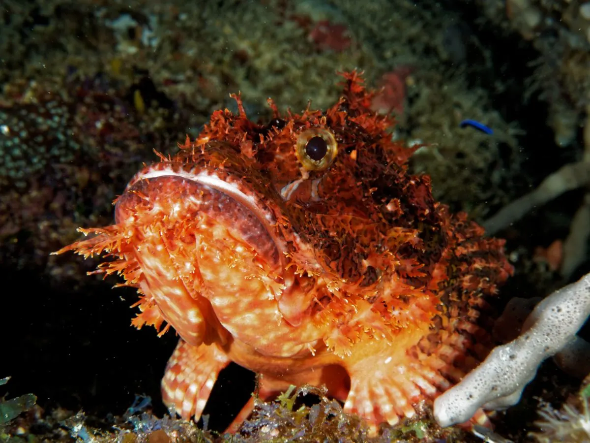 Gallery – DiveTime Zanzibar, Kizimkazi (9)