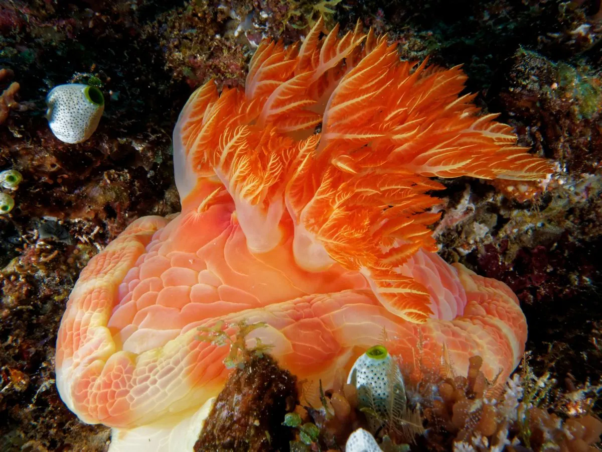 Gallery – DiveTime Zanzibar, Kizimkazi (10)