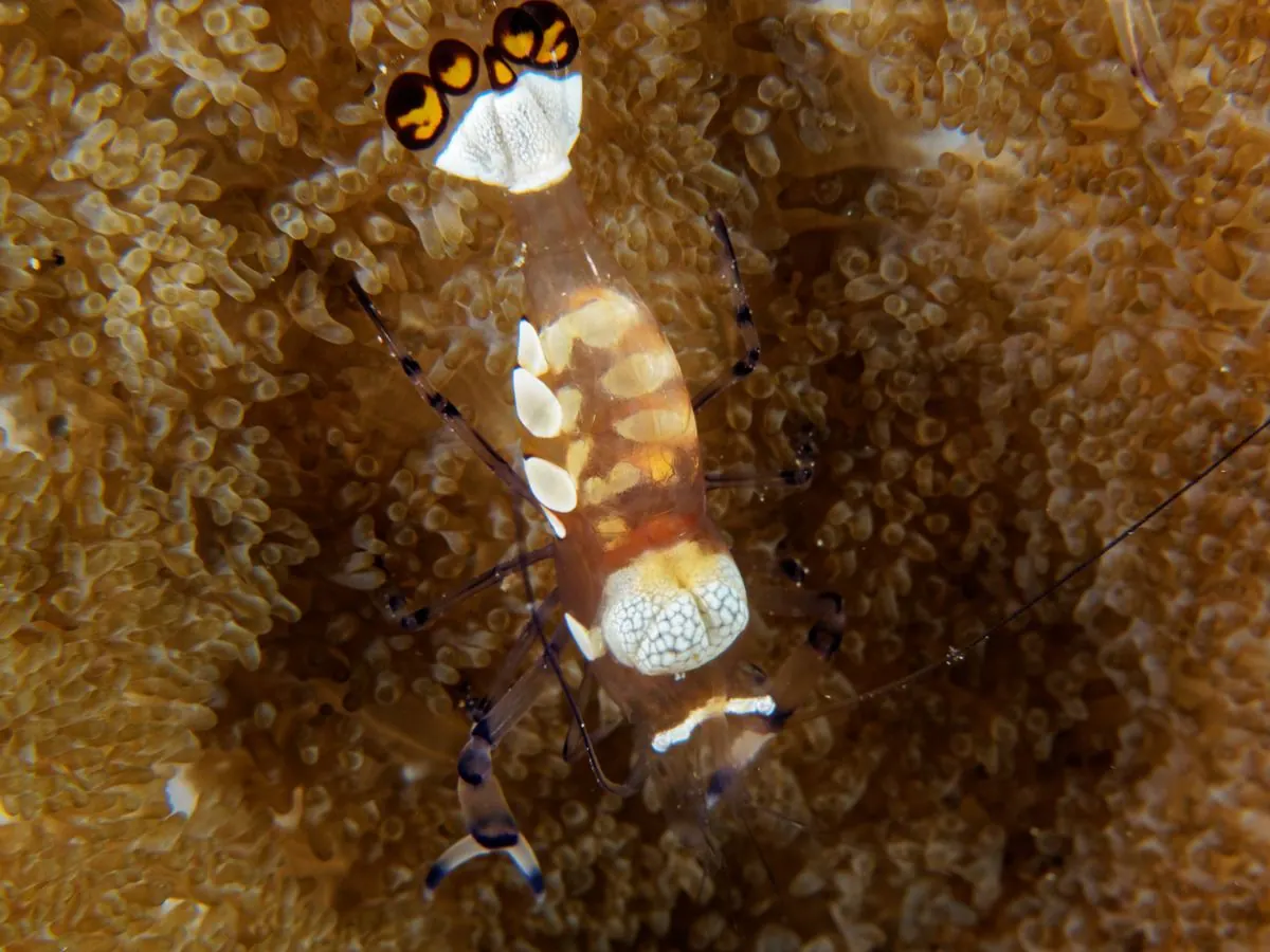 Gallery – DiveTime Zanzibar, Kizimkazi (11)