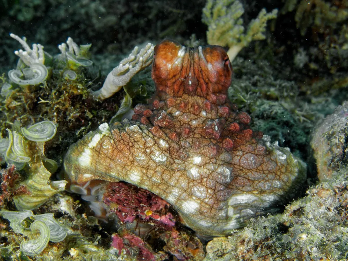 Gallery – DiveTime Zanzibar, Kizimkazi (12)