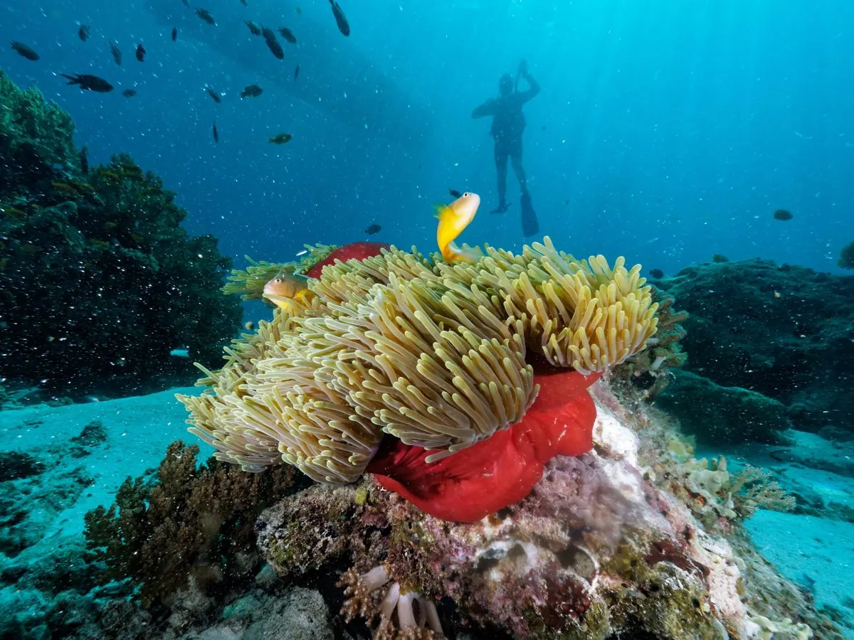Gallery – DiveTime Zanzibar, Kizimkazi (14)