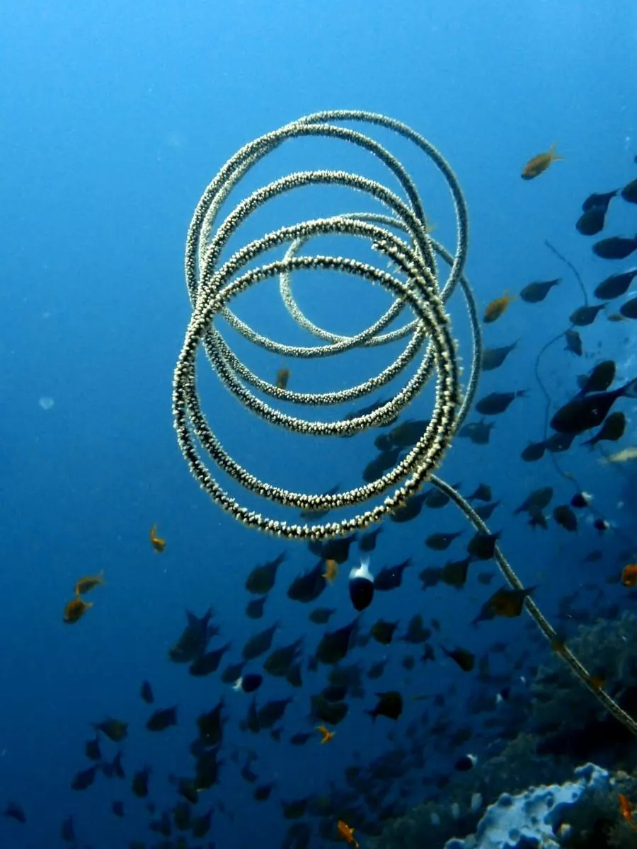 Gallery – DiveTime Zanzibar, Kizimkazi (15)
