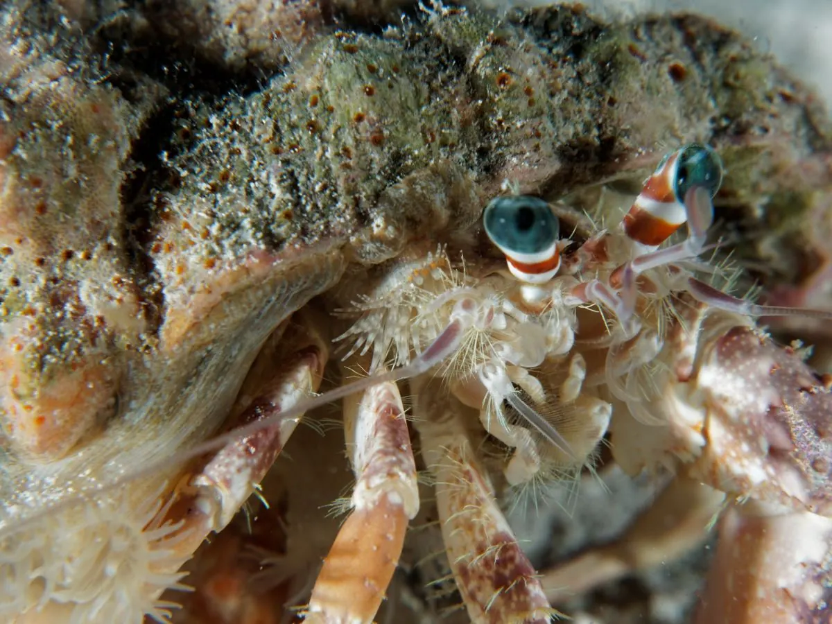Gallery – DiveTime Zanzibar, Kizimkazi (16)