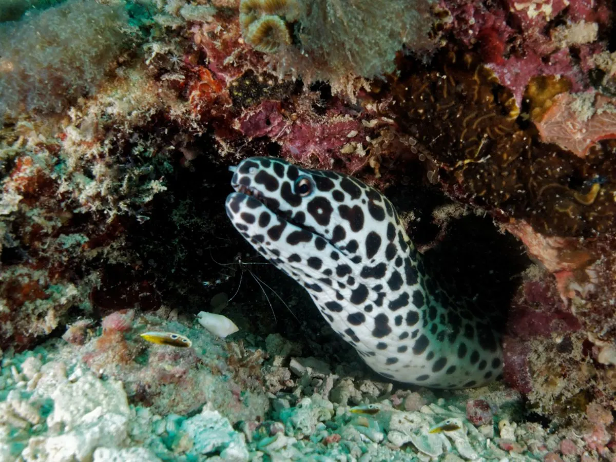 Gallery – DiveTime Zanzibar, Kizimkazi (17)
