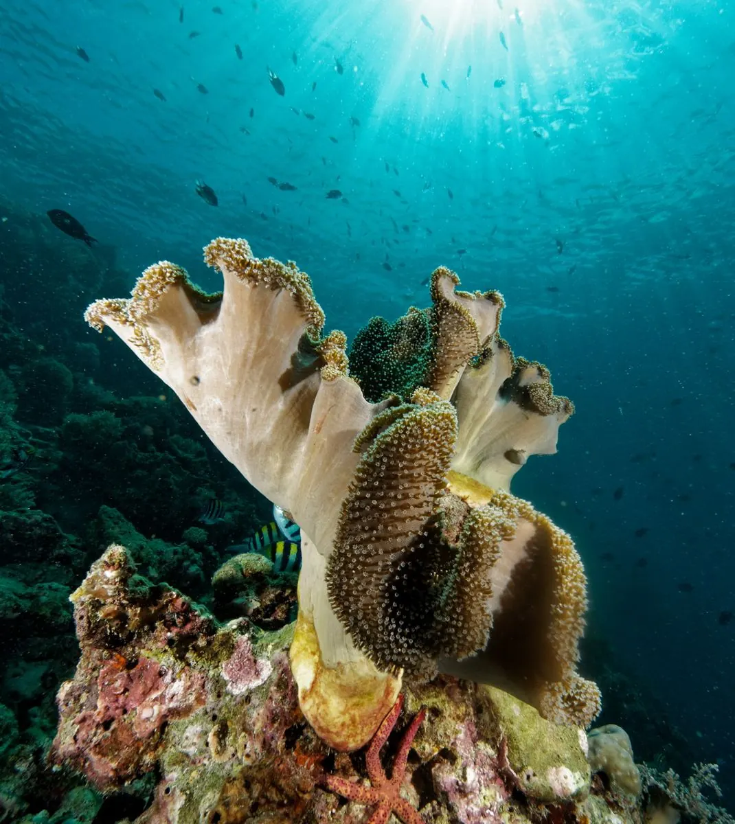 Gallery – DiveTime Zanzibar, Kizimkazi (18)