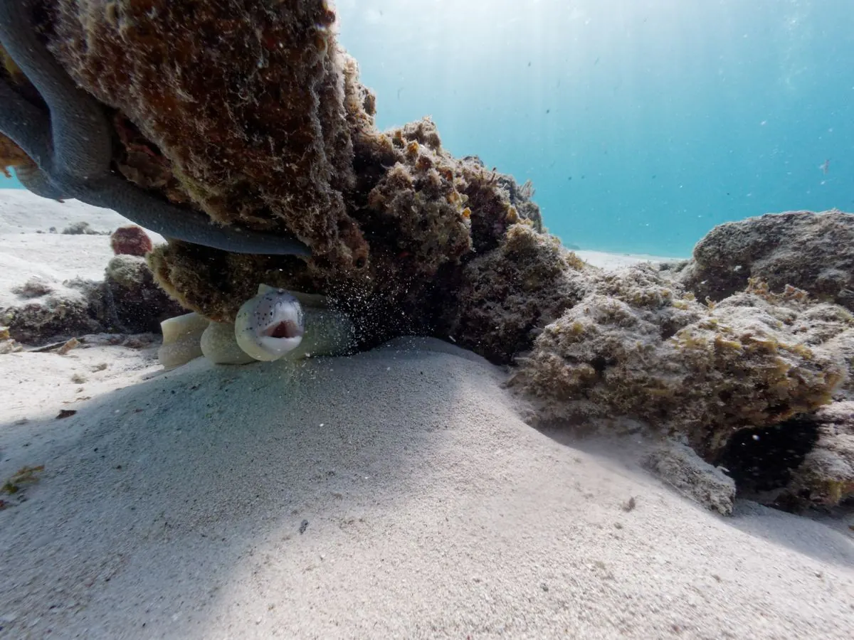 Gallery – DiveTime Zanzibar, Kizimkazi (19)