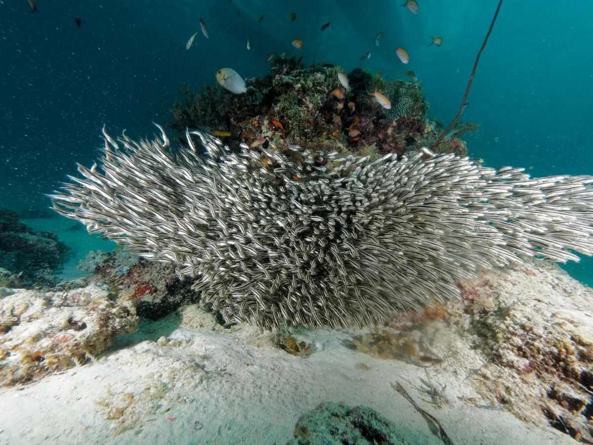 Gallery – DiveTime Zanzibar, Kizimkazi (20)
