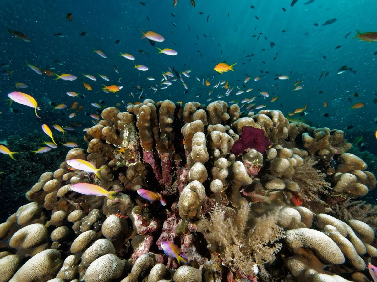 Gallery – DiveTime Zanzibar, Kizimkazi (21)