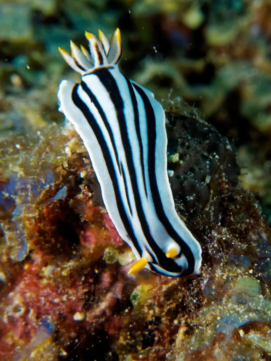 Gallery – DiveTime Zanzibar, Kizimkazi (22)